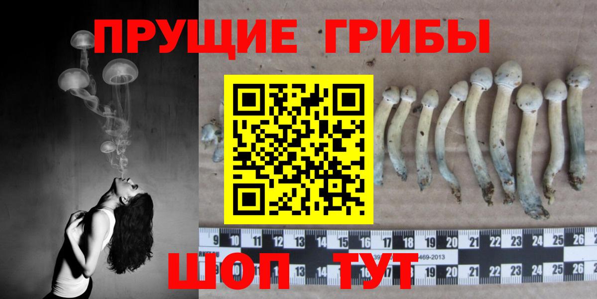 Псилоцибиновые грибы Cubensis Усинск